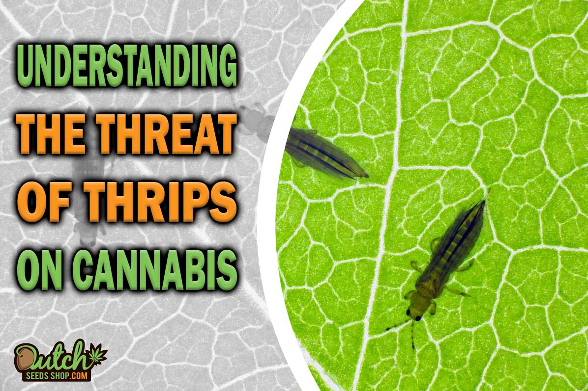 Will Thrips Ruin My Cannabis Harvest?