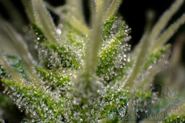 Understanding Trichomes and Their Importance