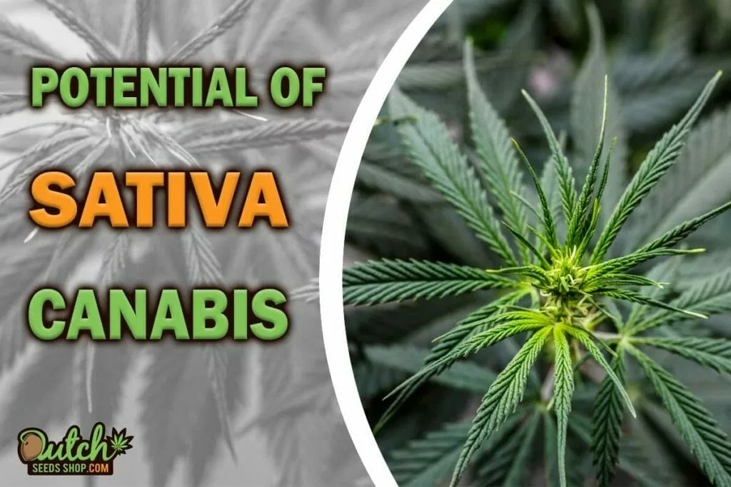 Unlocking the Potential of Cannabis Sativa