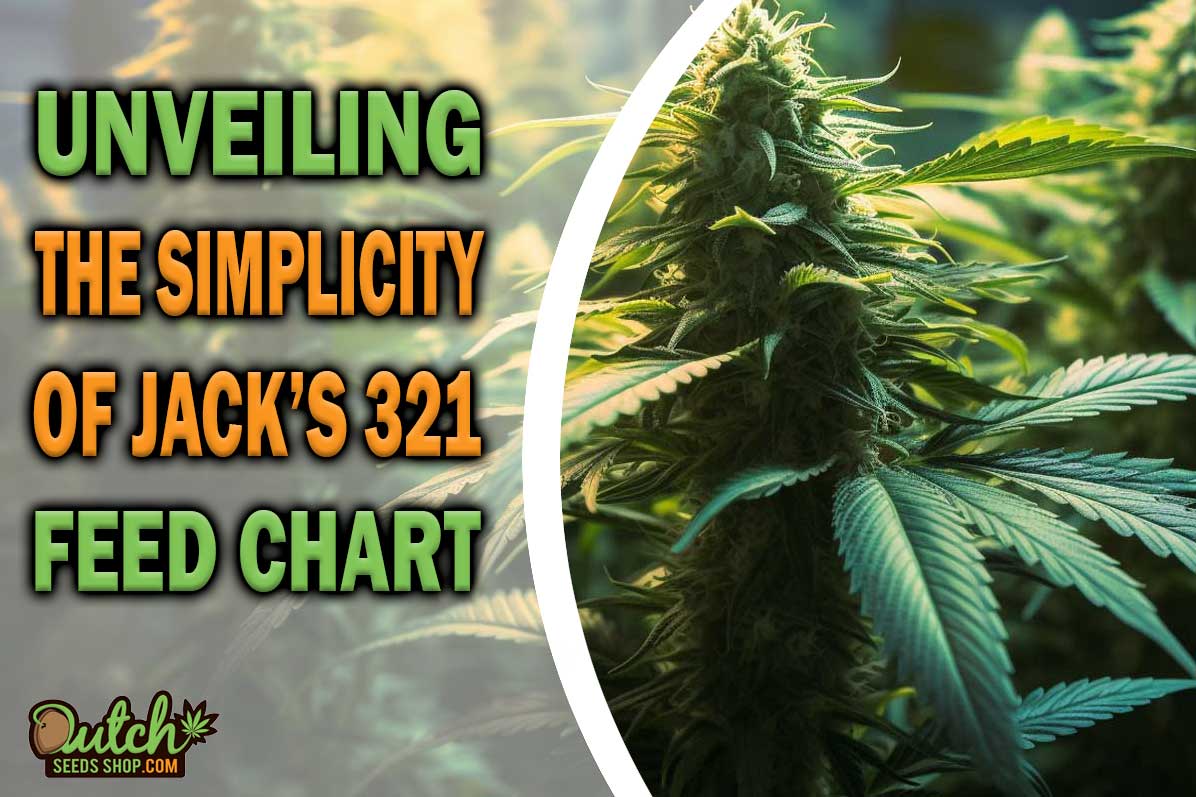 Unveiling the Simplicity of the Jack's 321 Feed Chart DSS