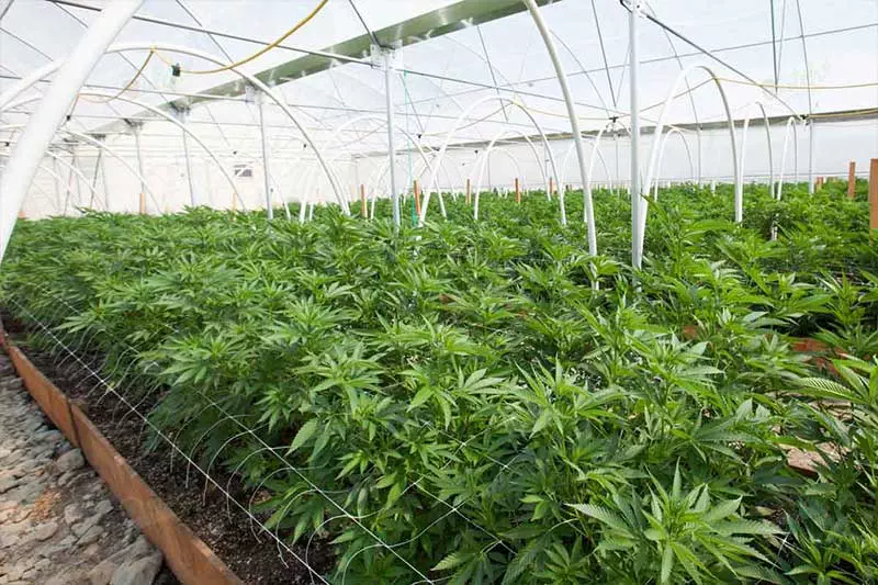 Upside Down Cannabis Cultivation: A Unique Approach