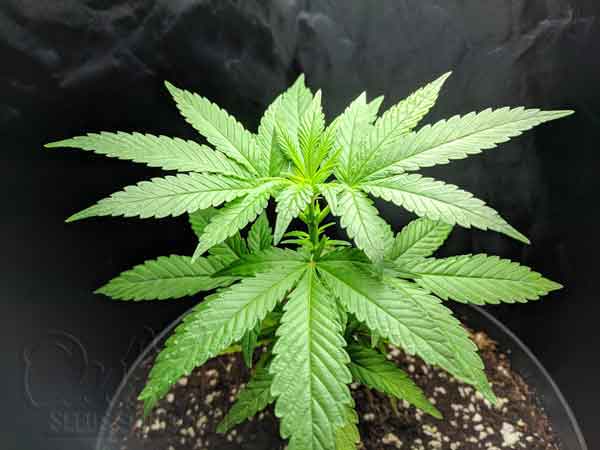 Vegetative Stage Of Females Marijuana Plants
