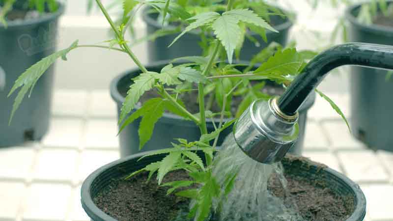 Watering And Fertilizing