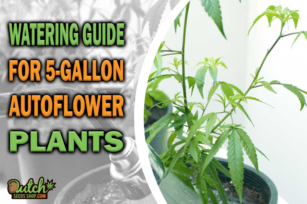 Watering Guide for 5-Gallon Autoflower Plants