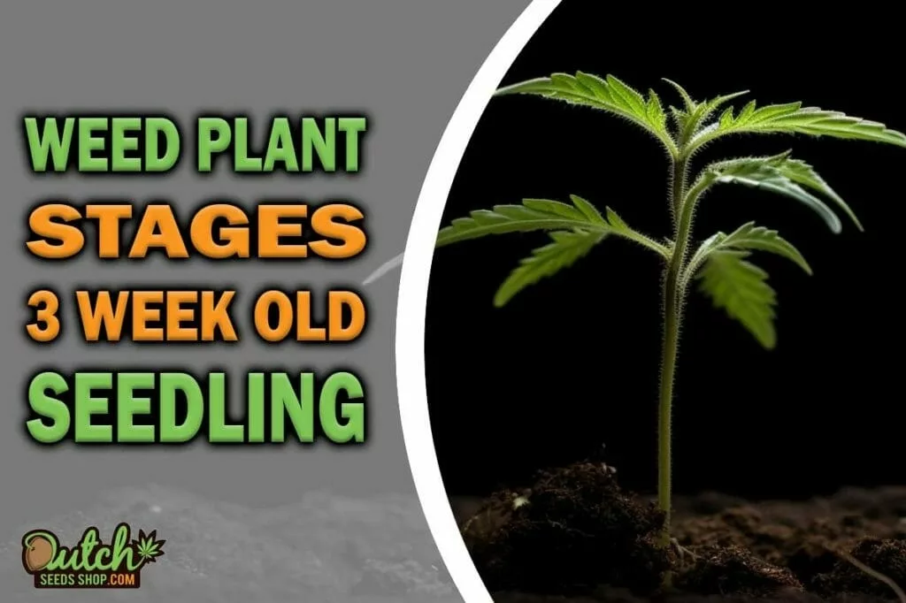 Weed Plant Stages: 3 Week Old Seedling