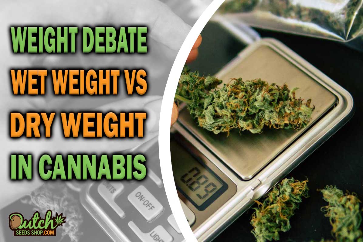 The Great Weight Debate: Wet Weight vs. Dry Weight in Cannabis