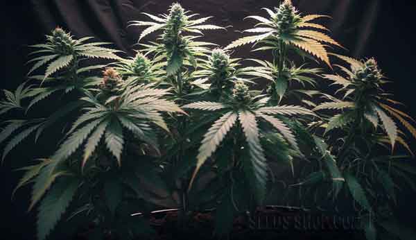 What Are Autoflower Seeds?