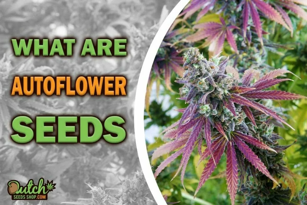 What Are Autoflowering Seeds: A Game-Changer