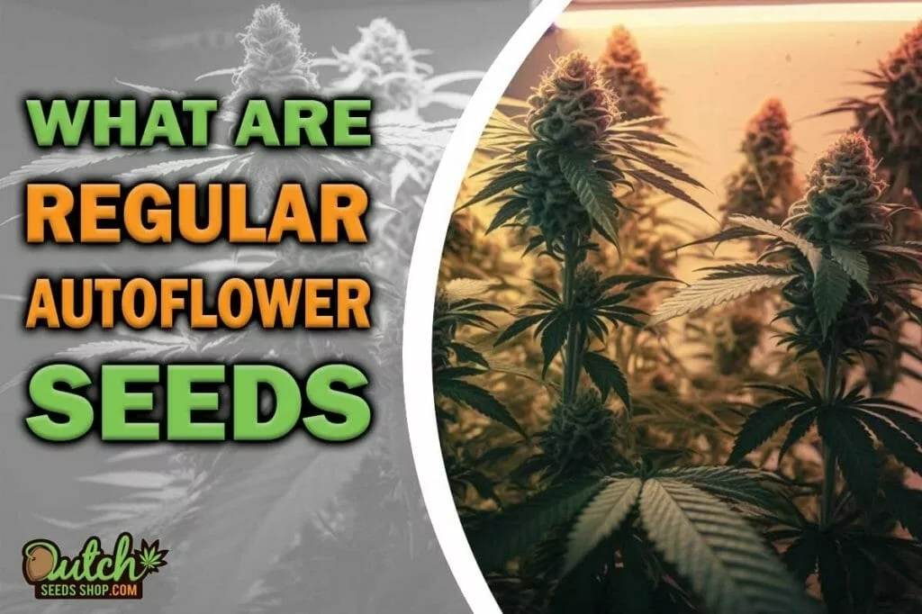 What Are The Best Regular Autoflower Seeds?