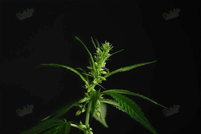 What Cannabis Plants Look Like
