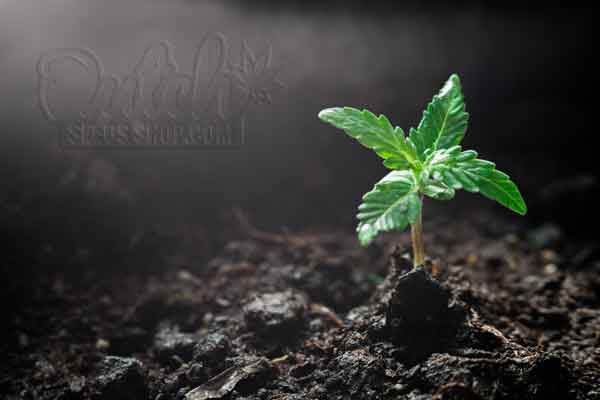 What Do Cannabis Seedlings Look Like