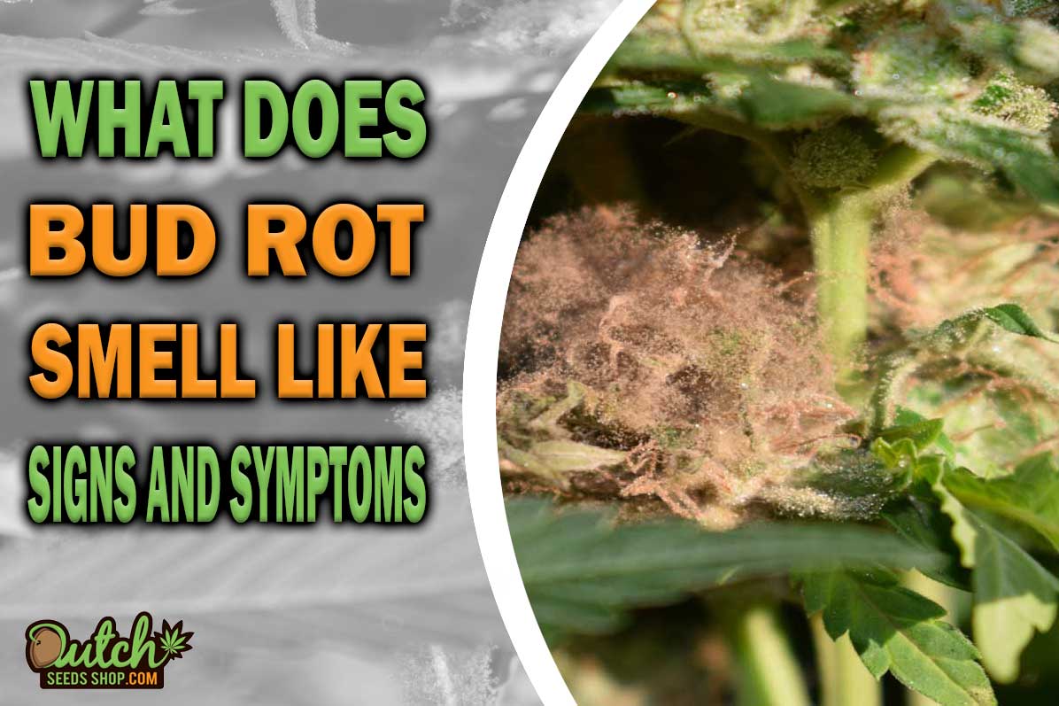What Does Bud Rot Smell Like? Grower’s Nose Knows Best!