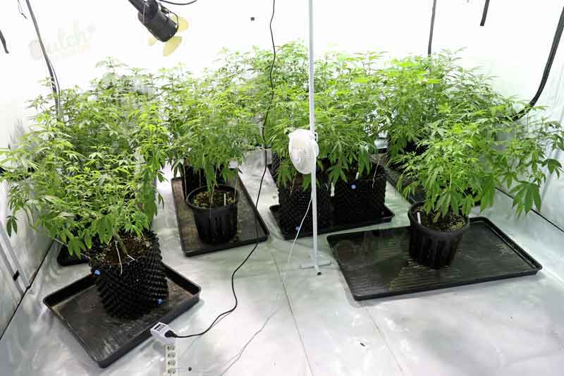What Equipment Will You Need For Building Grow Room