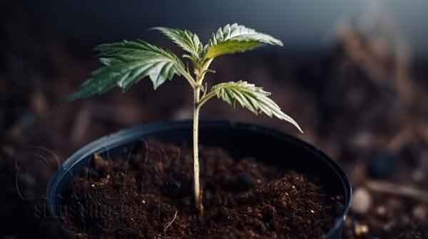 What Is A Female Marijuana Seedling