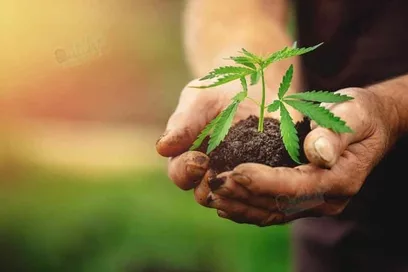What Is Cannabis Micro Grow?