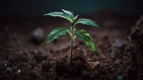 What Is Cannabis Seedling