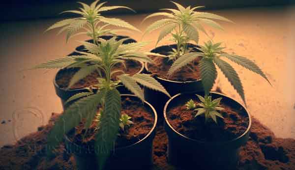 What Type To Use For Simple Grow Of Clones