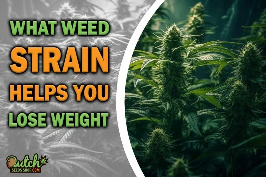 What Strain Helps You Lose Weight