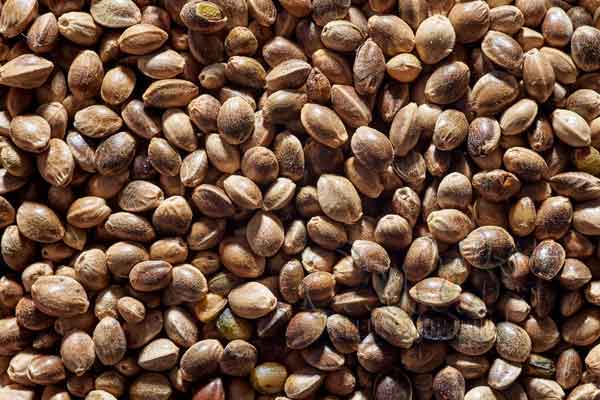 What are Cannabis Seeds