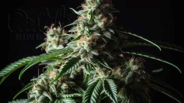 What is strongest autoflowering strain in the world