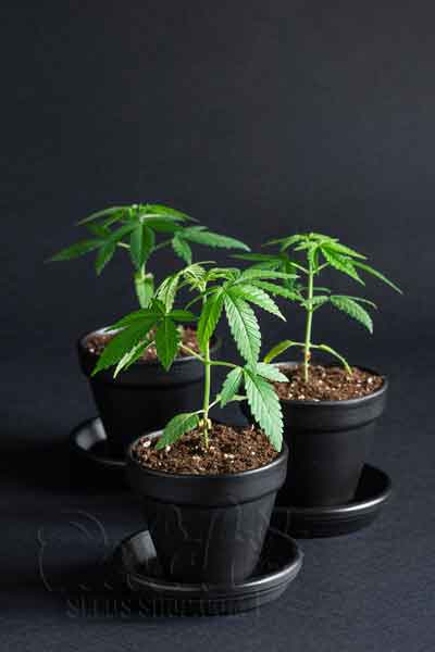 What is the Vegetative Stage of Cannabis Plants