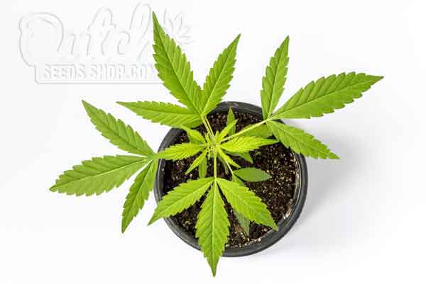 Grow Guide: How Long Vegetative Stage Of Weed Last - DSS