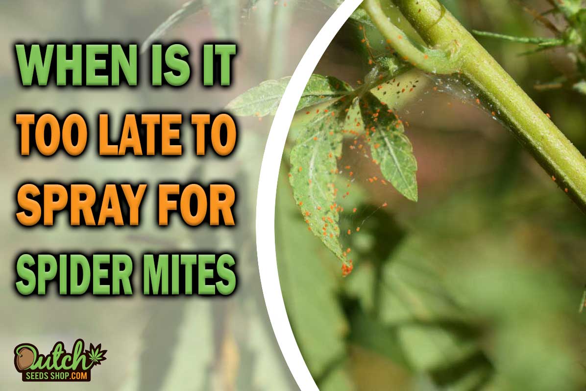 When Is It Too Late To Spray For Spider Mites?