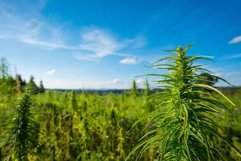 When To Start Growing Cannabis Outdoors