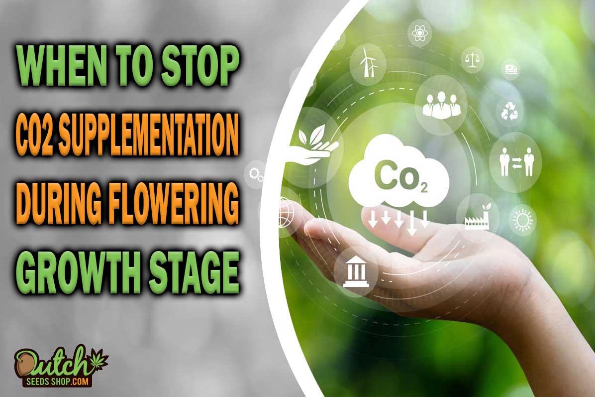 When to Stop CO2 Supplementation During Flowering Stage