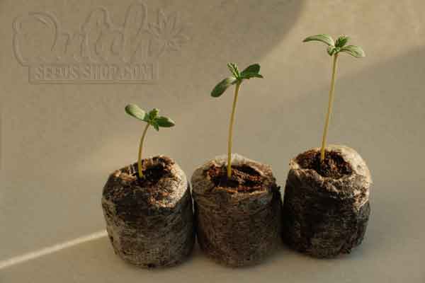 When to Transplant Seedlings