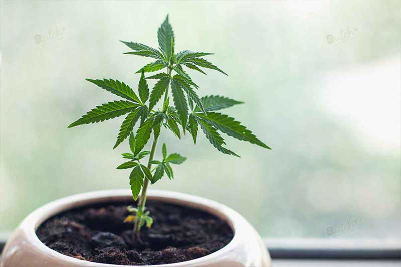 Where to Germinate Cannabis Seeds