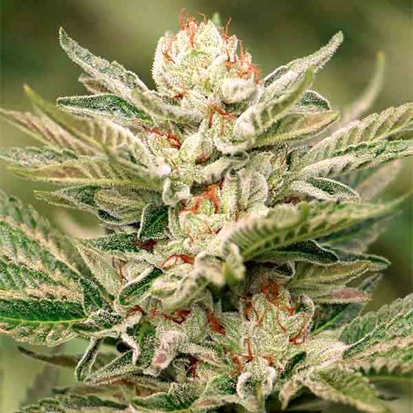 Get the Best Yields With Feminized White Fire OG Seeds