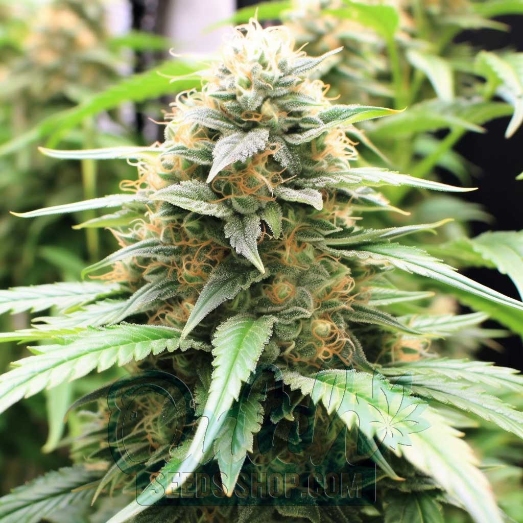 Buy White Widow Autoflower Cannabis Seeds For Sale - DSS