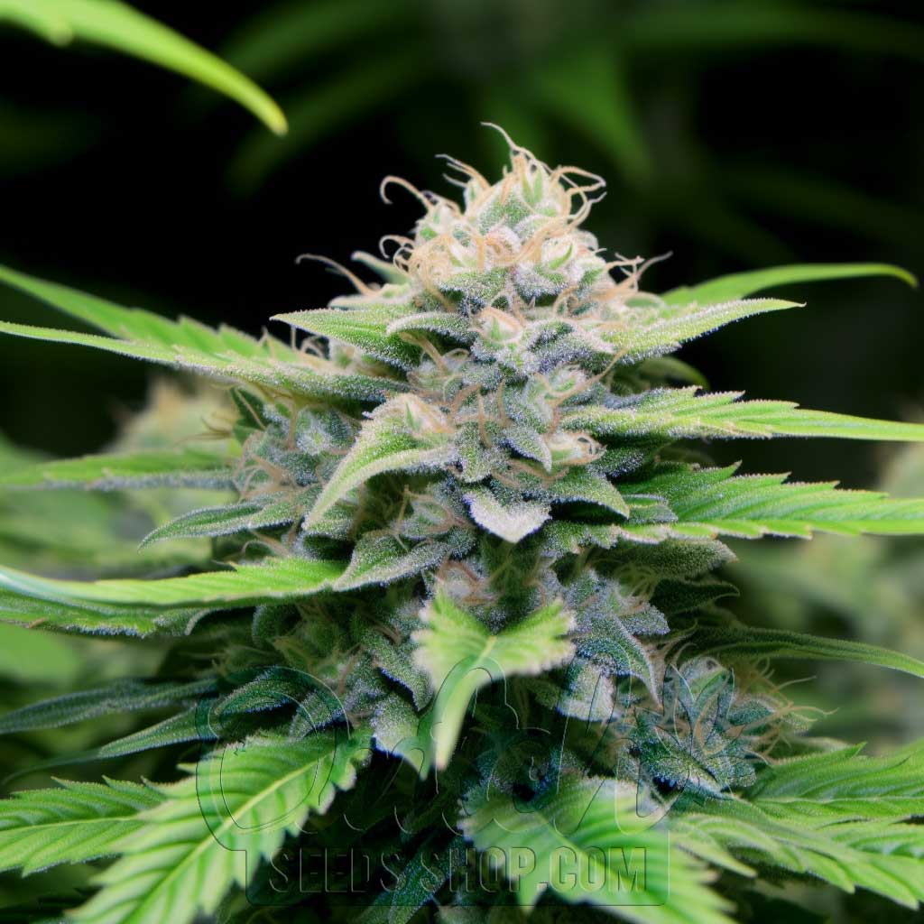 Buy White Widow Feminized Cannabis Seeds For Sale - DSS