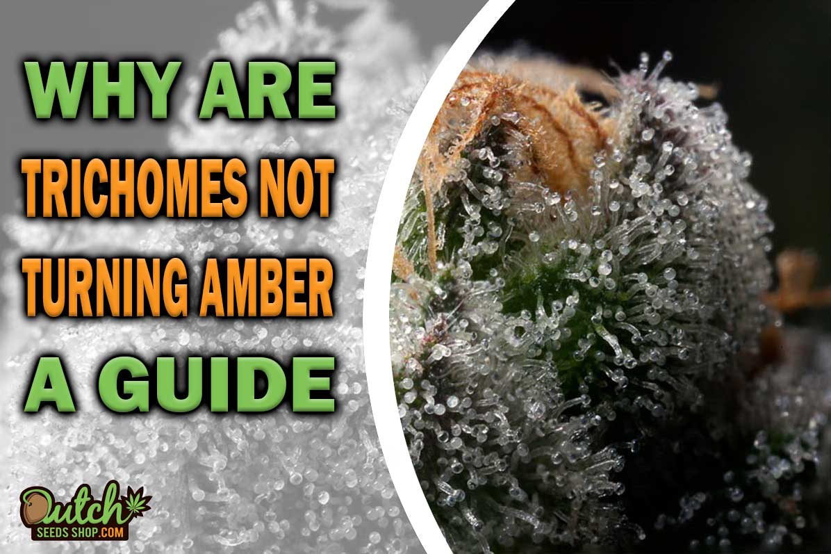 Trichomes Not Turning Amber: A Troubleshooting Guide