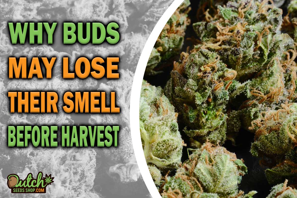 Why Buds May Lose Their Smell Before Harvest