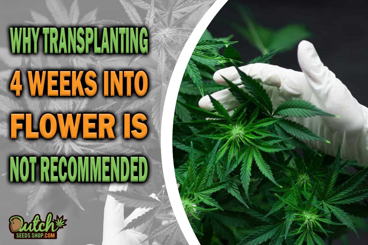 Why Transplanting 4 Weeks into Flower is Not Recommended