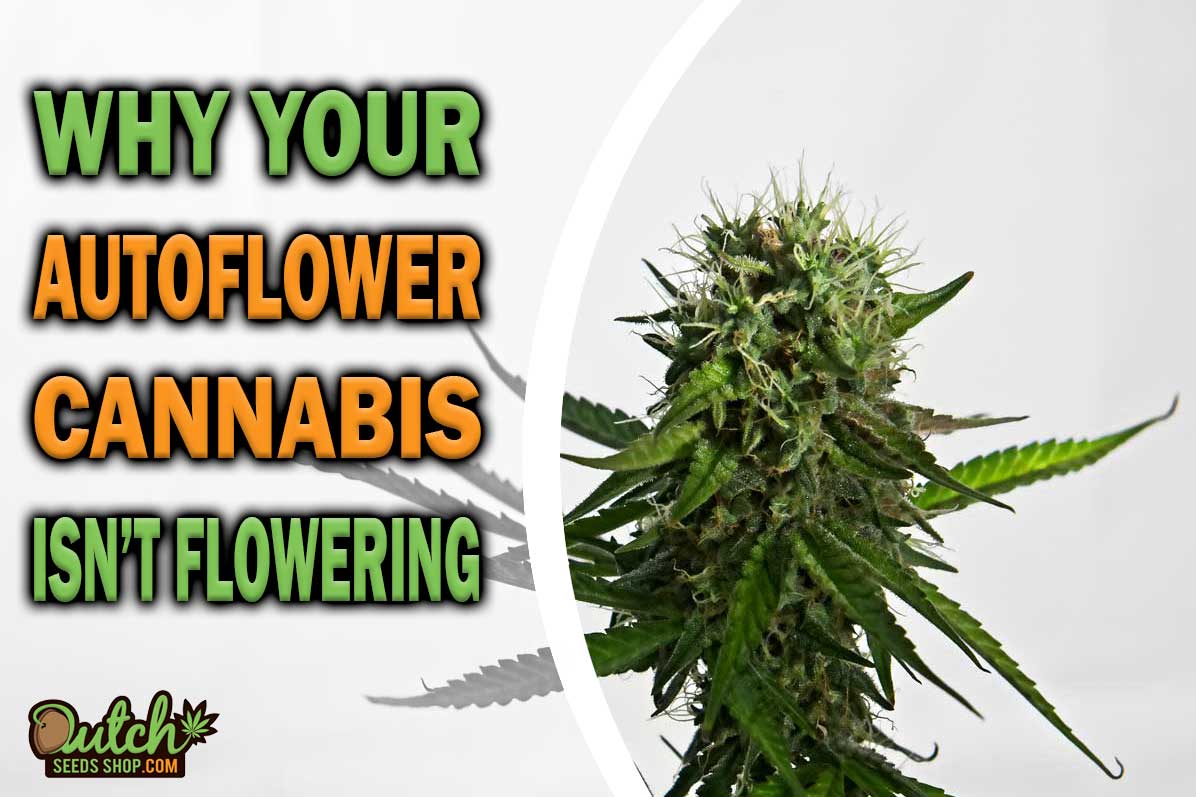 Why Your Autoflower Cannabis is Not Flowering