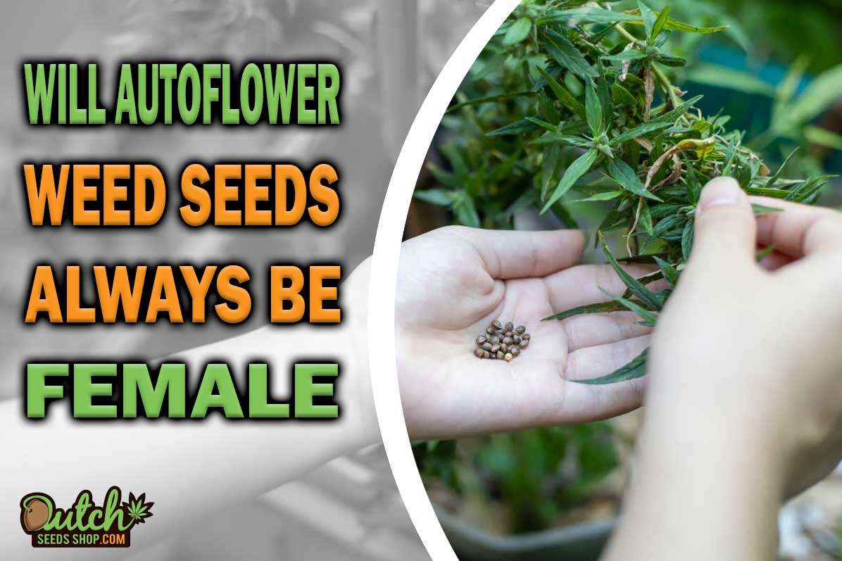 Are Autoflowering Seeds Always Female?