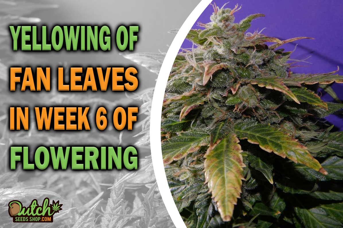 Yellowing of Fan Leaves in Week 6 of Cannabis Flowering