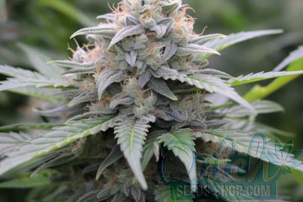 Zkittlez Strain Origin
