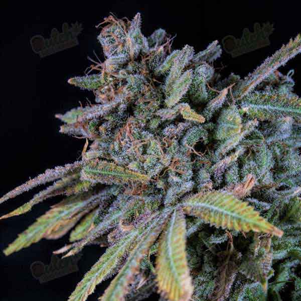 Acapulco Gold Seeds • An Exotic and Flavorful Sativa Strain