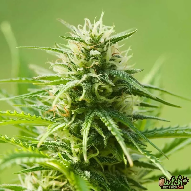 Buy AK 47 Autoflower Cannabis Seeds Online - DSS