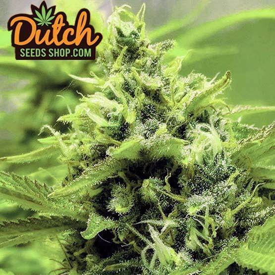 Buy AK-48 Feminized Cannabis Seeds Online For Sale - DSS