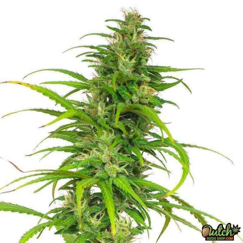 Buy Early Misty Feminized Weed Seeds Online For Sale - DSS