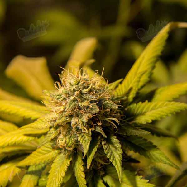 Buy Northern Lights Autoflower Cannabis Seeds For Sale - DSS