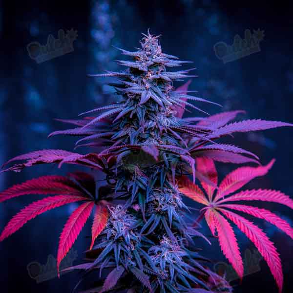 Buy Red Kush Autoflower Cannabis Seeds For Sale - DSS