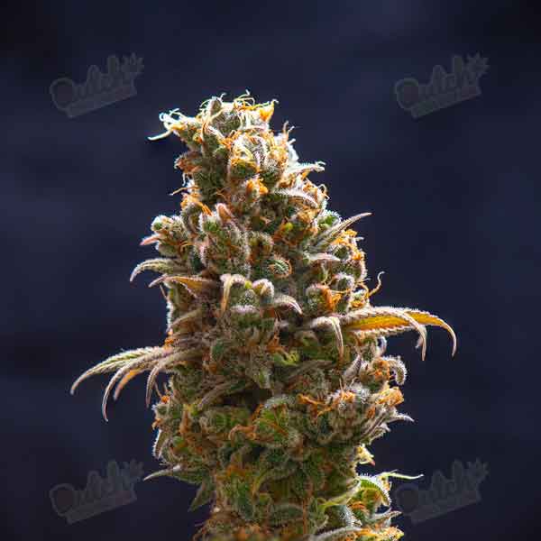 Buy Sour Diesel Autoflower Cannabis Seeds Online - DSS
