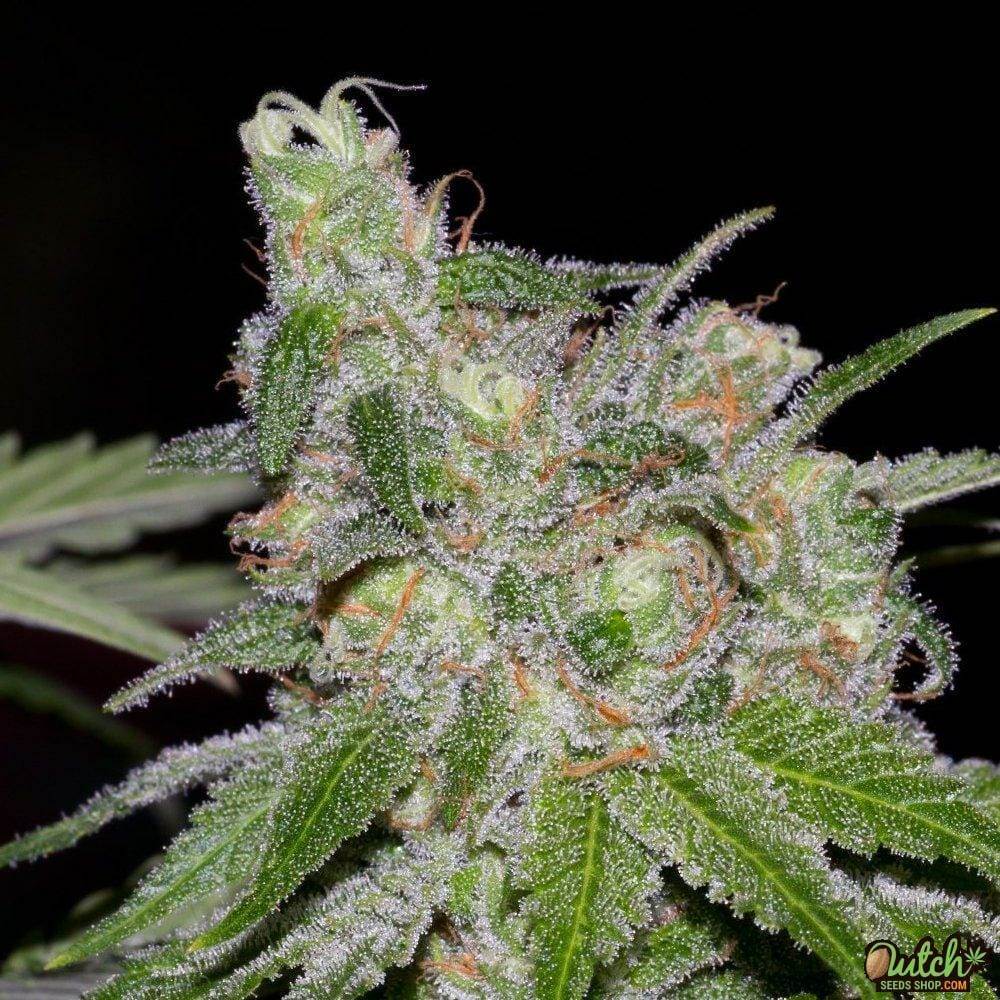 Buy Sweet Tooth Feminized Cannabis Seeds For Sale - DSS