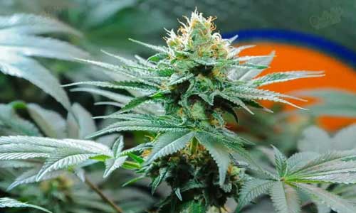 Amnesia Haze high times best autoflower